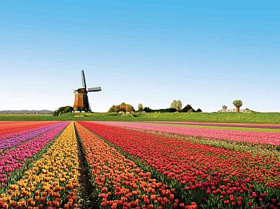 Mill and tulips in spring
