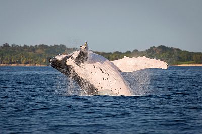 Humpback whales near Ile Sainte-Marie