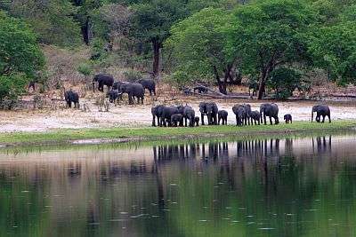 Elephants in the Caprivi Strip
