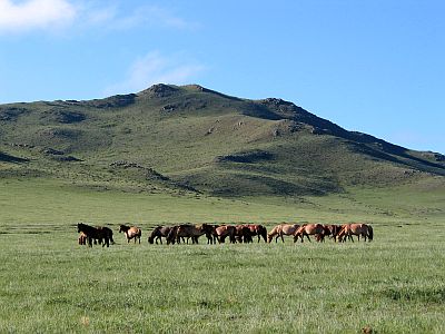 Steppe in Mongolia