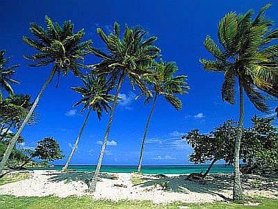 Palm trees and sea in the Dominican Republic